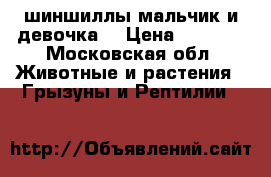 шиншиллы мальчик и девочка  › Цена ­ 2 000 - Московская обл. Животные и растения » Грызуны и Рептилии   